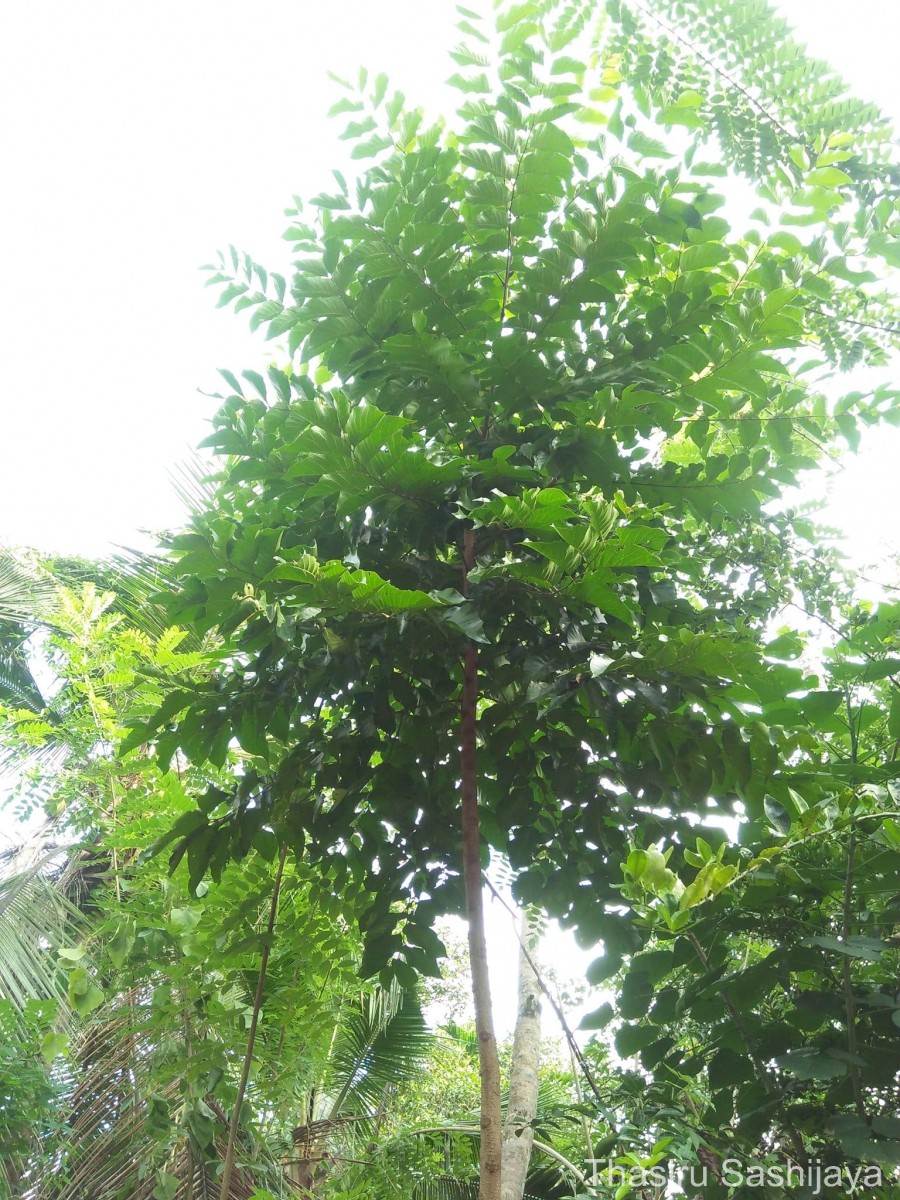 Chukrasia tabularis A.Juss.